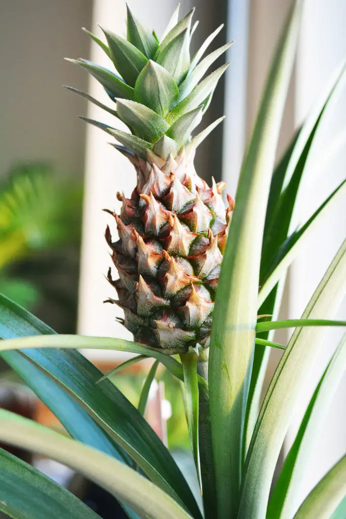 Pineapple on it's mother plant