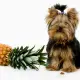 dog next to a pineapple