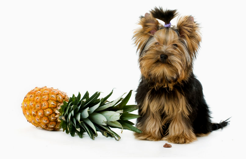 dog next to a pineapple