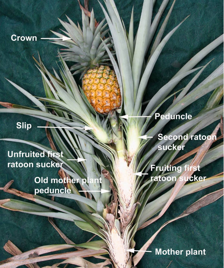 The anatomy of a pineapple plant