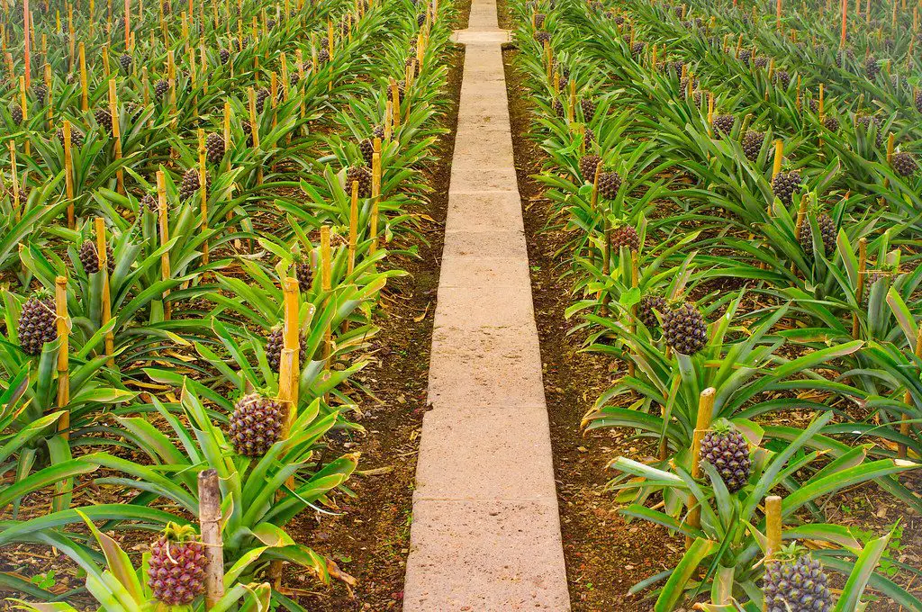 a pineapple farm in neat rows