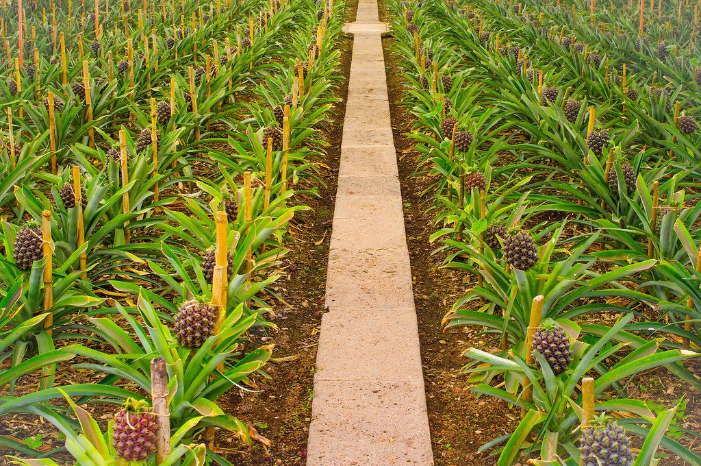 A pineapple farm in neat rows