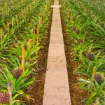 a pineapple farm in neat rows