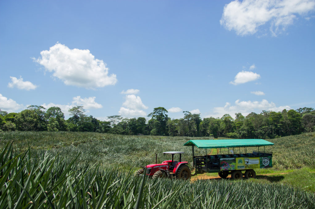 pineapple plantation tour wagon