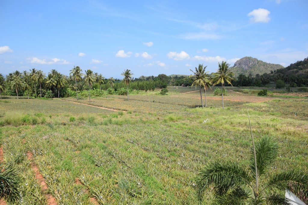thai pineapple farm in pranburi