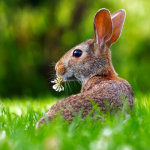 a rabbit looks for a pineapple to eat