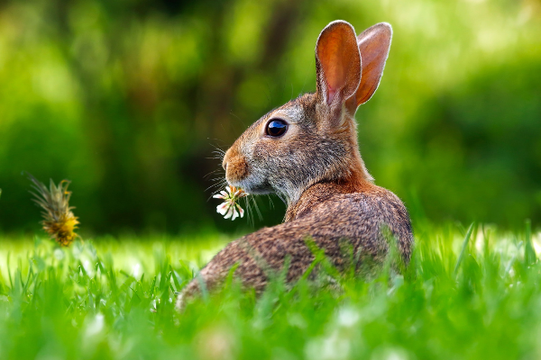 a rabbit looks for a pineapple to eat