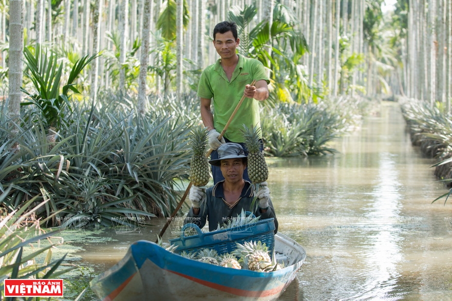 vietnam is home to many different pineapple farms