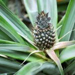 a pineapple growing on a plant