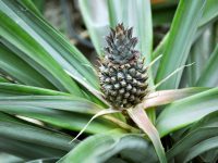 a pineapple growing on a plant