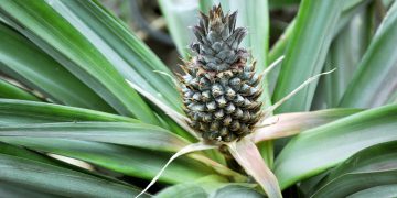 a pineapple growing on a plant