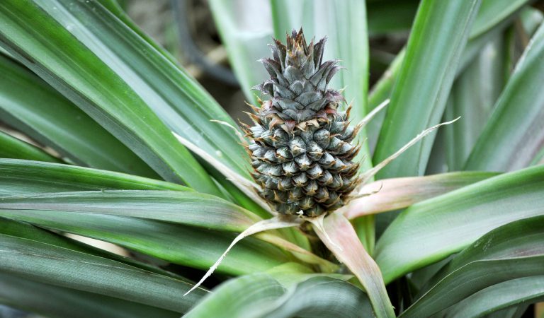 Guide: Indoor Pineapple Plant Care