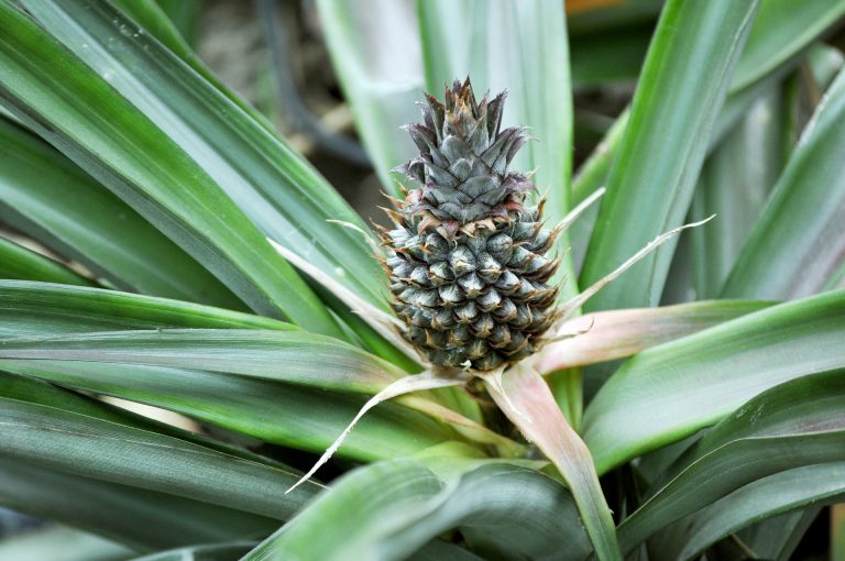 a pineapple growing on a plant