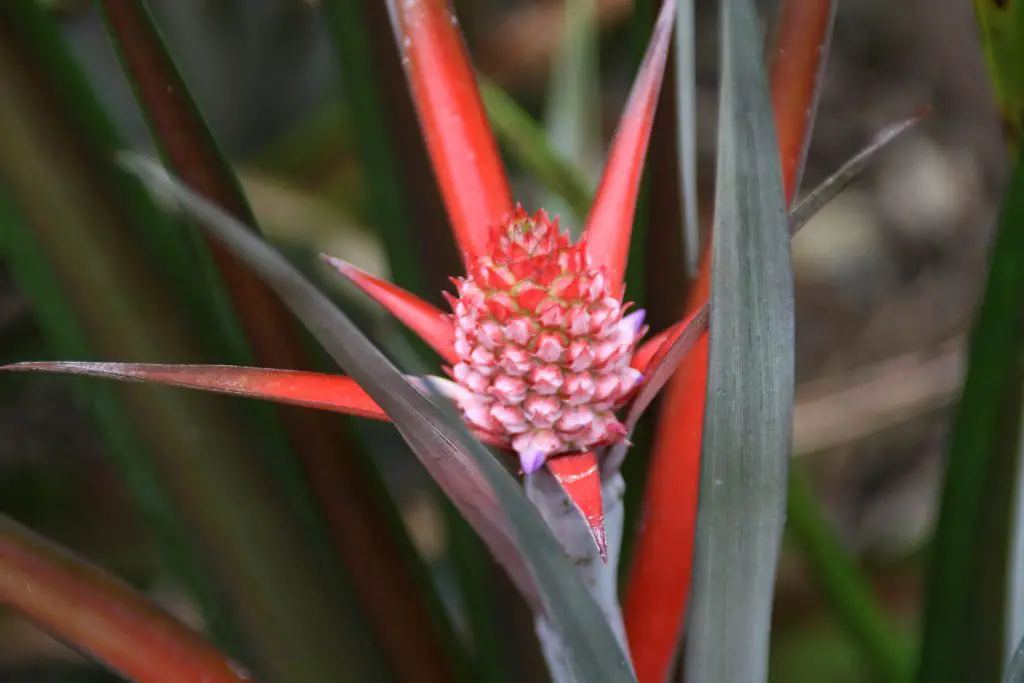 ananas lucidus - the Brazilian Sunset Pineapple