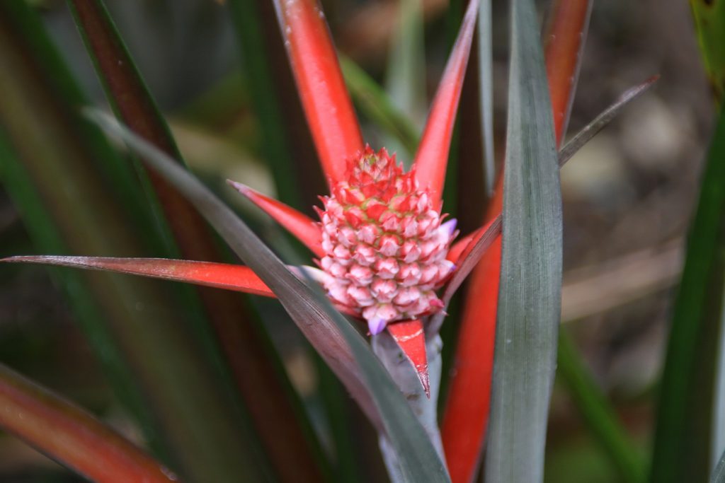 ananas lucidus - the Brazilian Sunset Pineapple