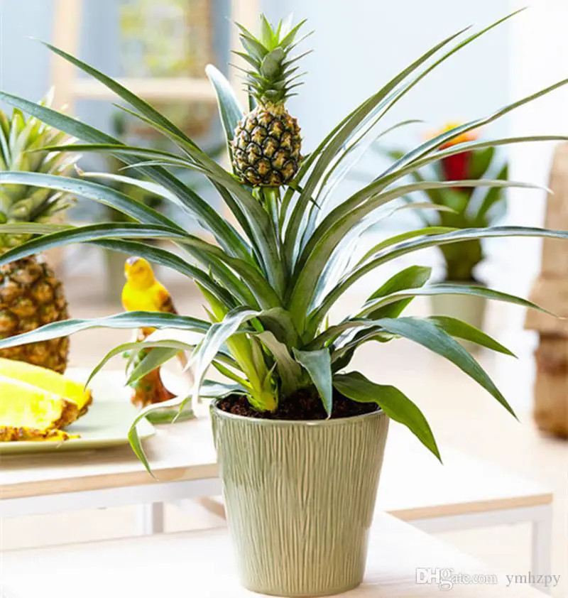 indoor pineapple plant ananas nano