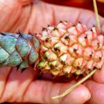 dwarf-pineapple-in-hand