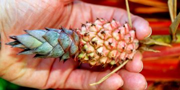 dwarf-pineapple-in-hand