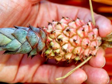 dwarf-pineapple-in-hand