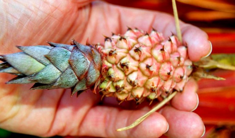 Dwarf Pineapples are everywhere, and here is where you can get your own