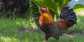 can chickens eat pineapple
