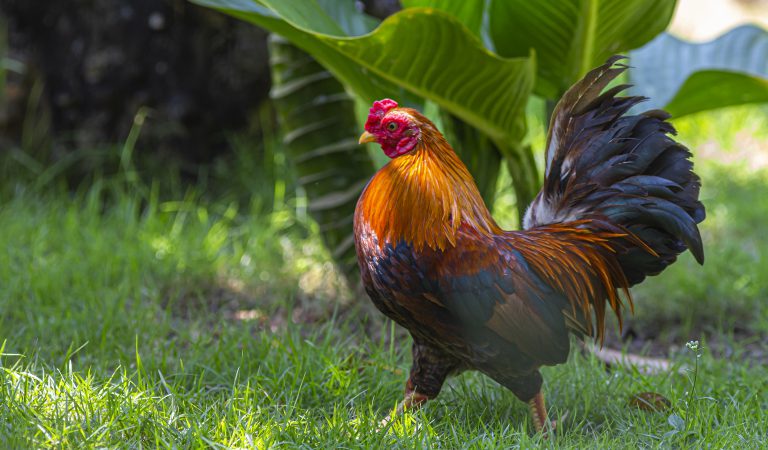 Pineapple Feeding Guide: Can Chickens Enjoy This Tropical Treat?