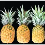 types of pineapple strains
