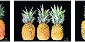 types of pineapple strains