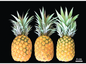 types of pineapple strains