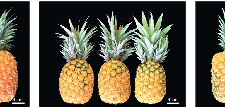 Pineapple Strain Types (types of pineapple)