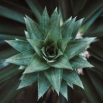 agave plant looks like a pineapple