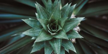 agave plant looks like a pineapple