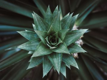 agave plant looks like a pineapple