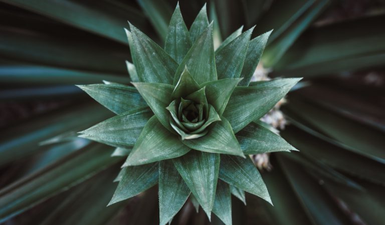 Plants That Look Like a Pineapple