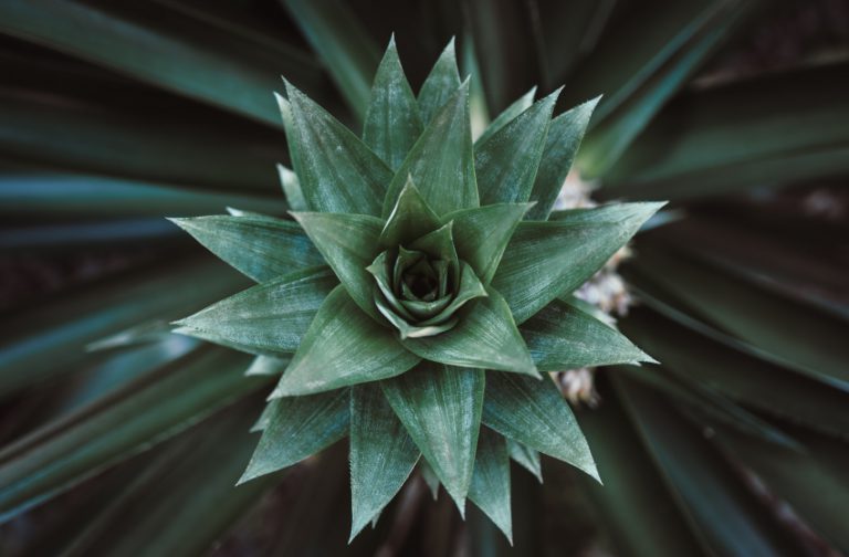 agave plant looks like a pineapple