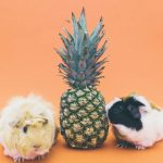 can guinea pigs eat pineapple