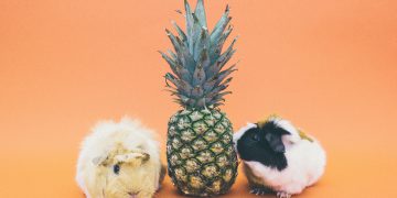 can guinea pigs eat pineapple