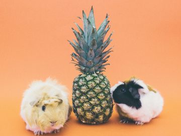 can guinea pigs eat pineapple