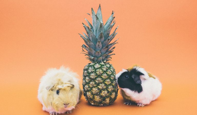 Is Pineapple Safe for Guinea Pigs? Pet Guide