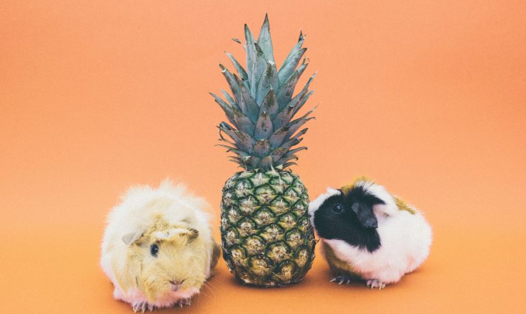 can guinea pigs eat pineapple