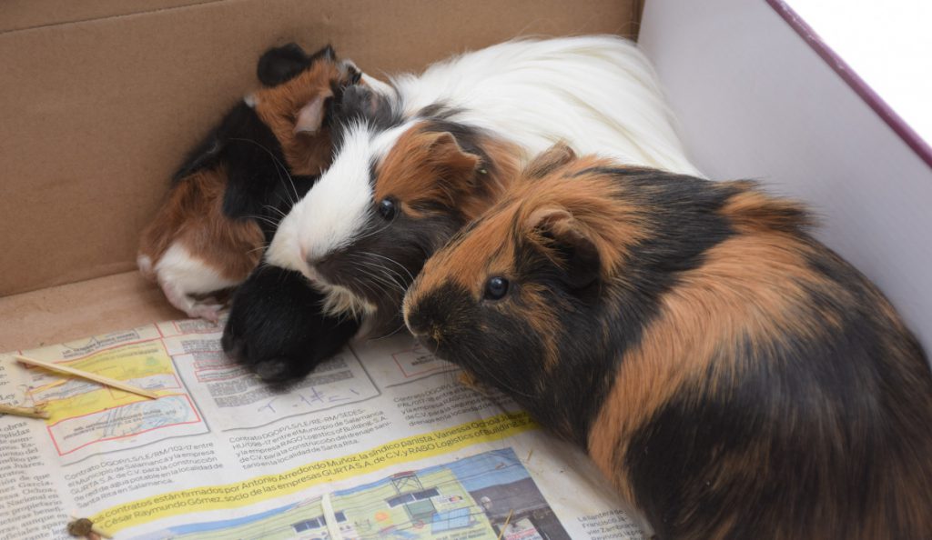 a group of guinea pigs pineapple