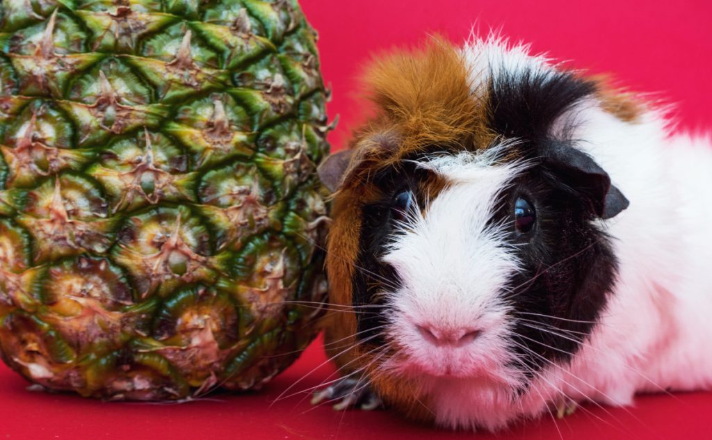 guinea pig and pineapple