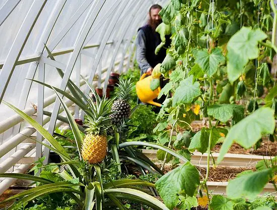 russian monks growing pineapple
