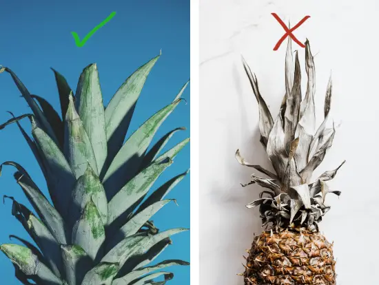 a ripe pineapple crown vs. a non-ripe pineapple crown example
