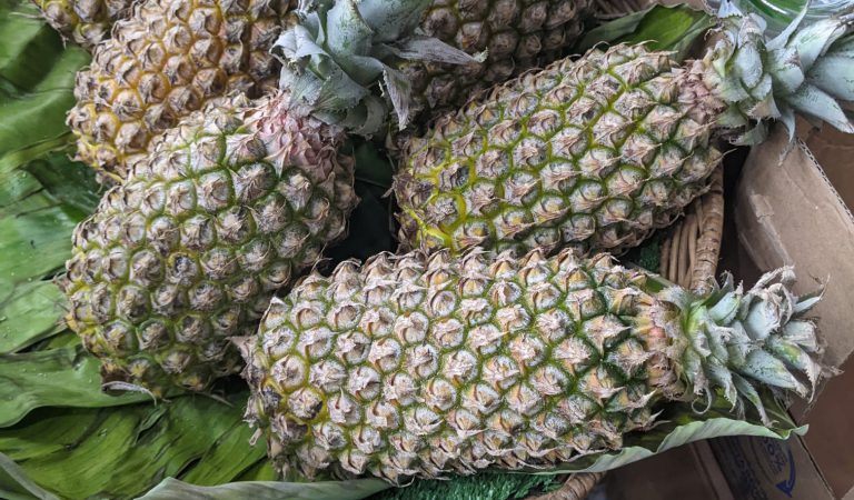 Where do pineapples grow? A quick guide
