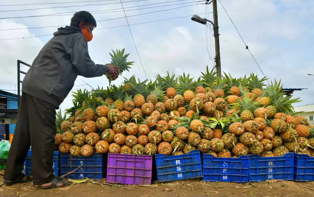 pineapple seller brazilian market