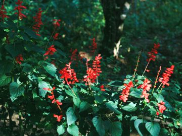 pineapple sage uses