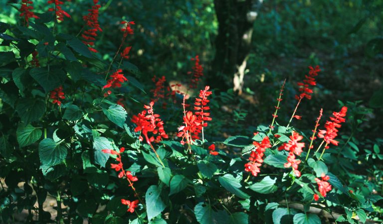 Exploring Pineapple Sage Uses: A Wonder Herb