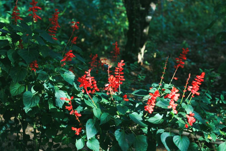 pineapple sage uses