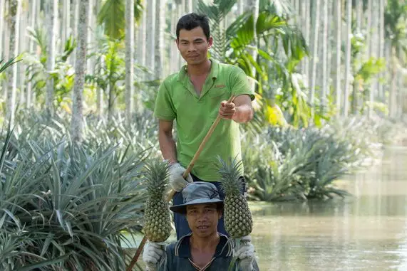 pineapple farmers in Vietnam, where do pineapples grow